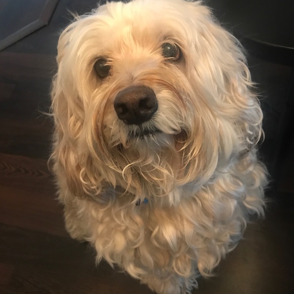 Meet your Posher, Dakota - Picture 8 of 8